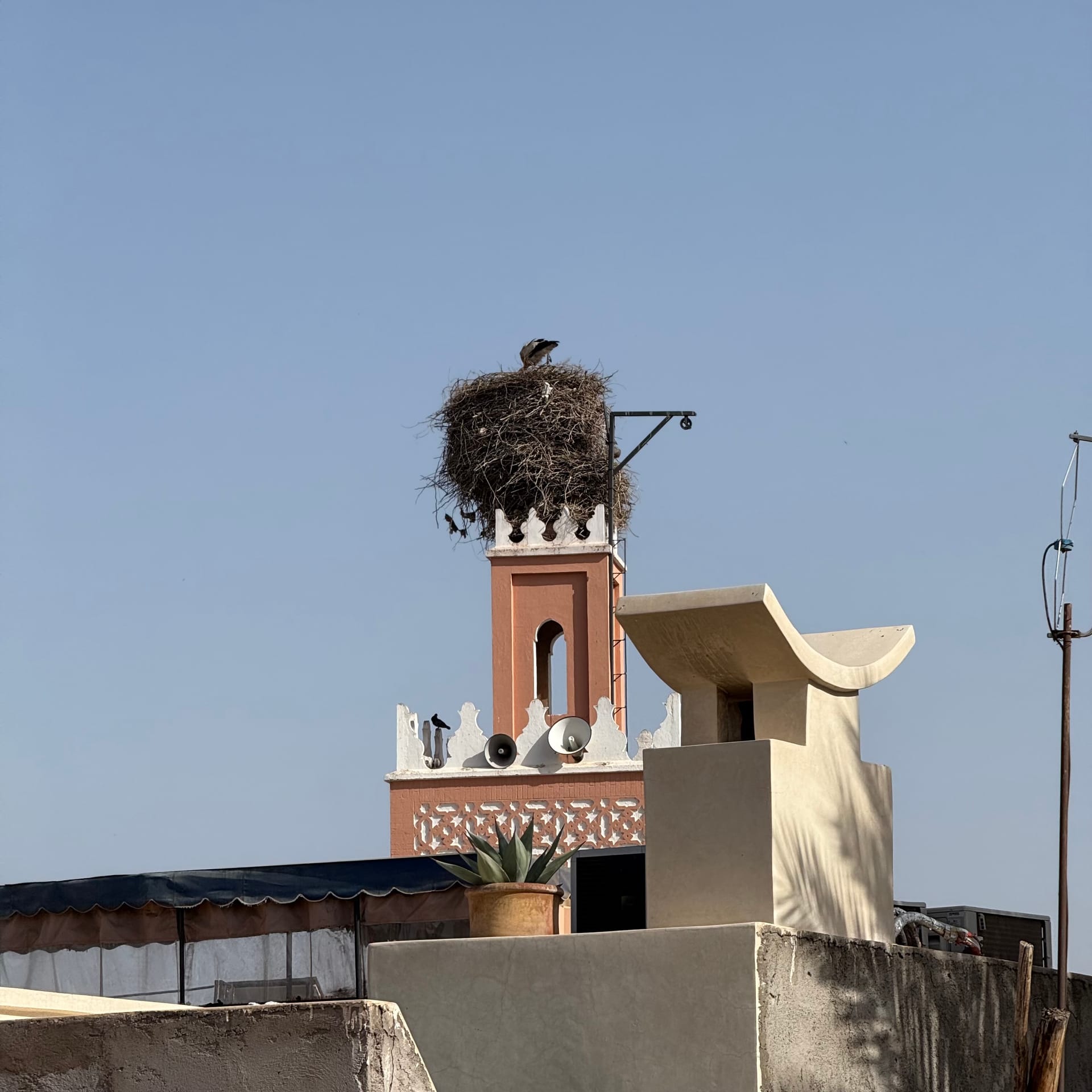 TWIL #103 - White Storks in London