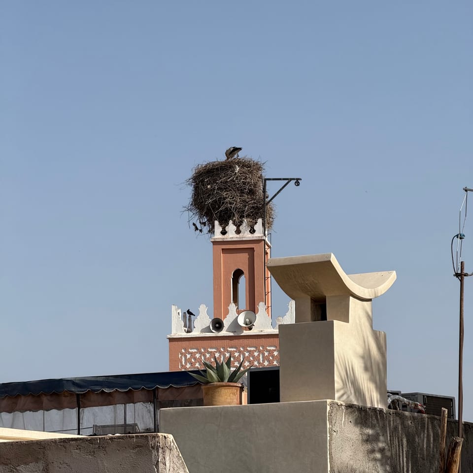 TWIL #103 - White Storks in London